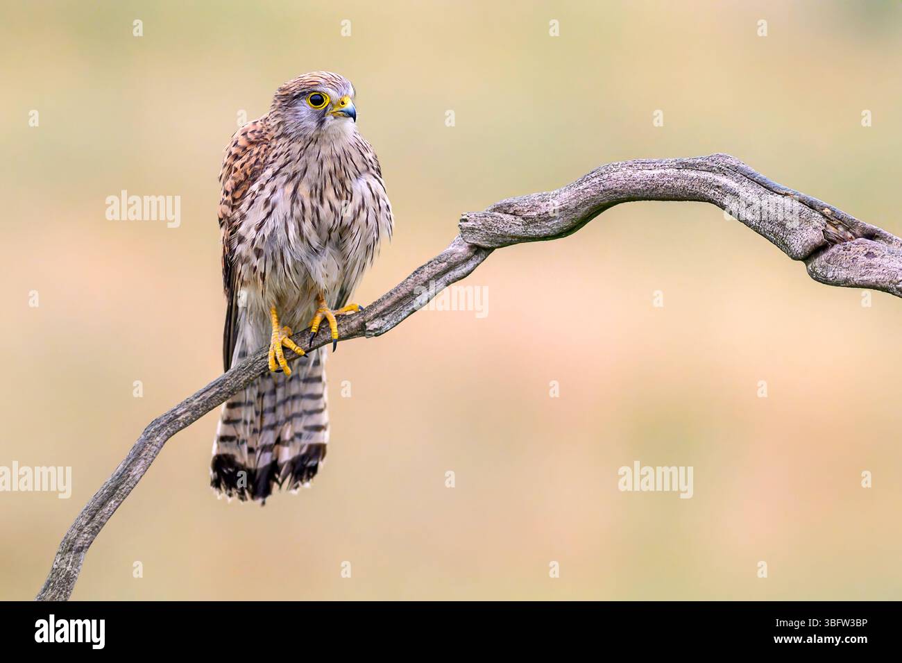 Gheppio comune (Falco tinnunculus, femmina) di Tiszaalpár, Ungheria. Foto Stock Gheppio comune (Falco tinnunculus, femmina) di Tiszaalpár, Ungheria. Foto Stock