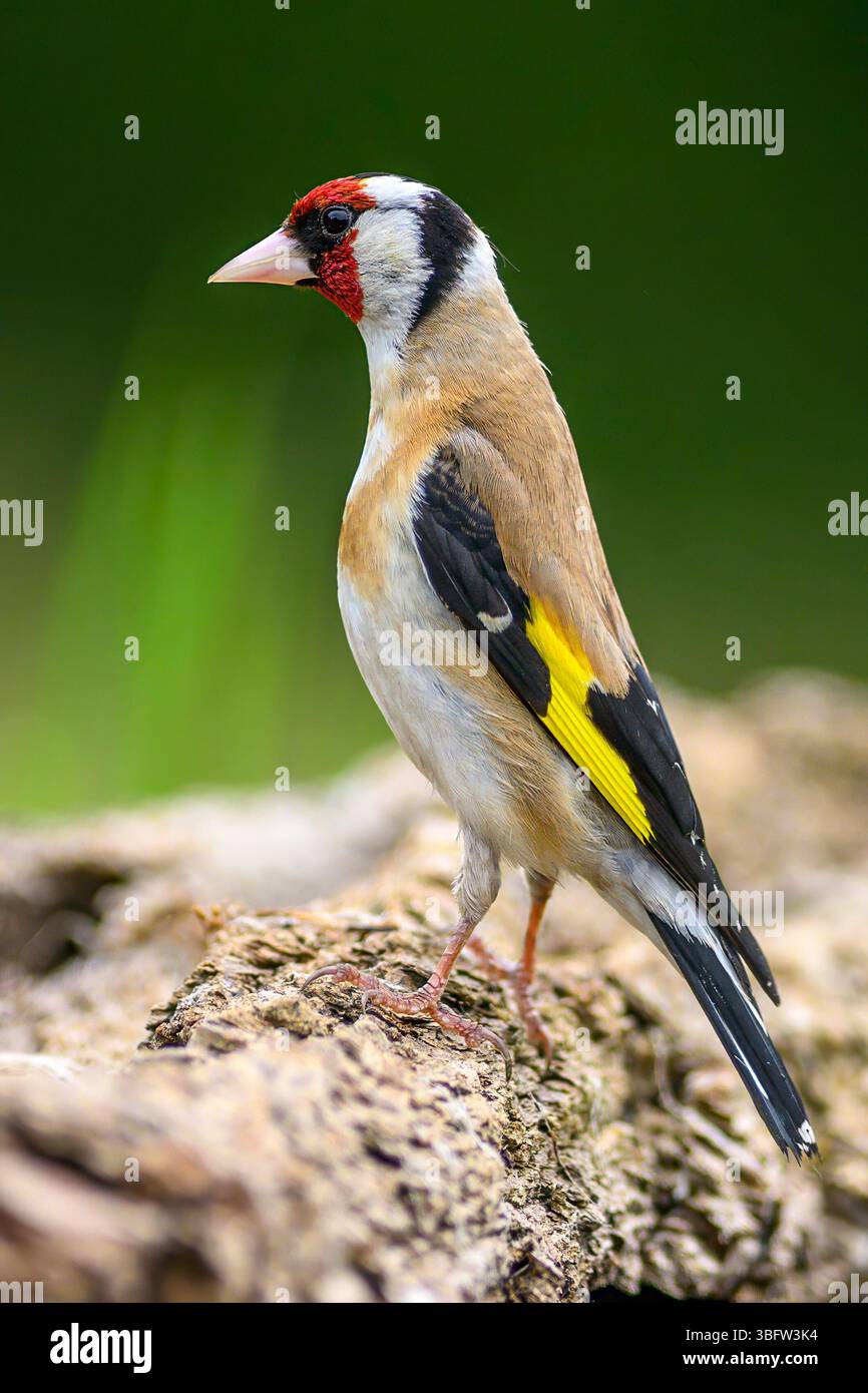 European goldfinch (Carduelis carduelis) di Tiszaalpár, Ungheria. Foto Stock European goldfinch (Carduelis carduelis) di Tiszaalpár, Ungheria. Foto Stock