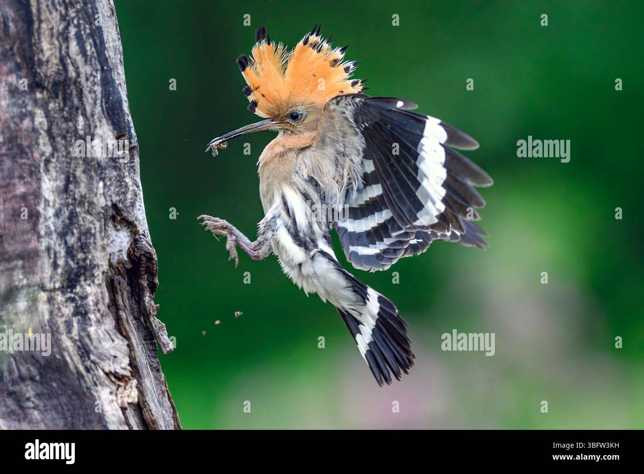 Hoopoe epopee epope (Upupa epops) eucaliano che allattano i pulcini. Foto di Tiszaalpár, Ungheria. Foto Stock Hoopoe epopee epope (Upupa epops) eucaliano che allattano i pulcini. Foto di Tiszaalpár, Ungheria. Foto Stock