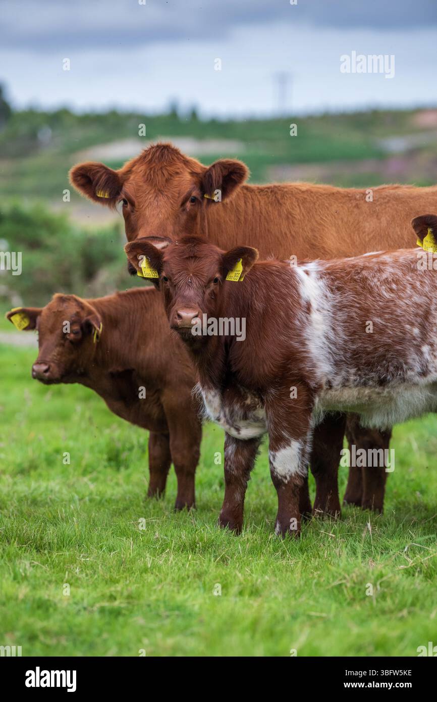 Mucca di manzo Pedigree Luing con vitello roan. Lairg, Highglands scozzesi, Regno Unito. Foto Stock