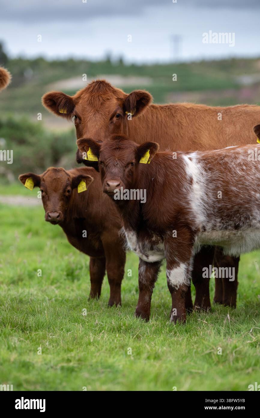 Mucca di manzo Pedigree Luing con vitello roan. Lairg, Highglands scozzesi, Regno Unito. Foto Stock