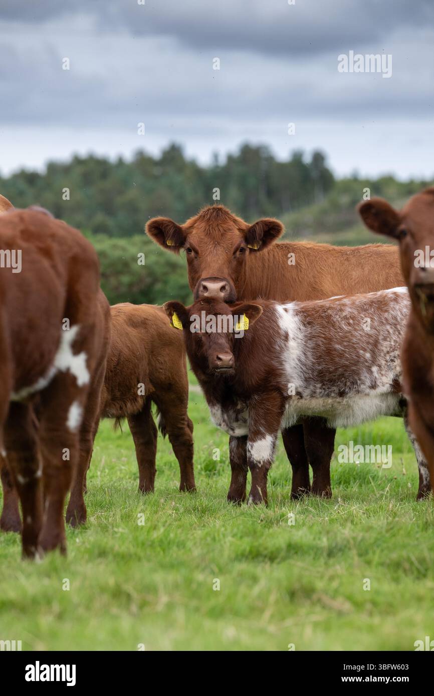 Mucca di manzo Pedigree Luing con vitello roan. Lairg, Highglands scozzesi, Regno Unito. Foto Stock