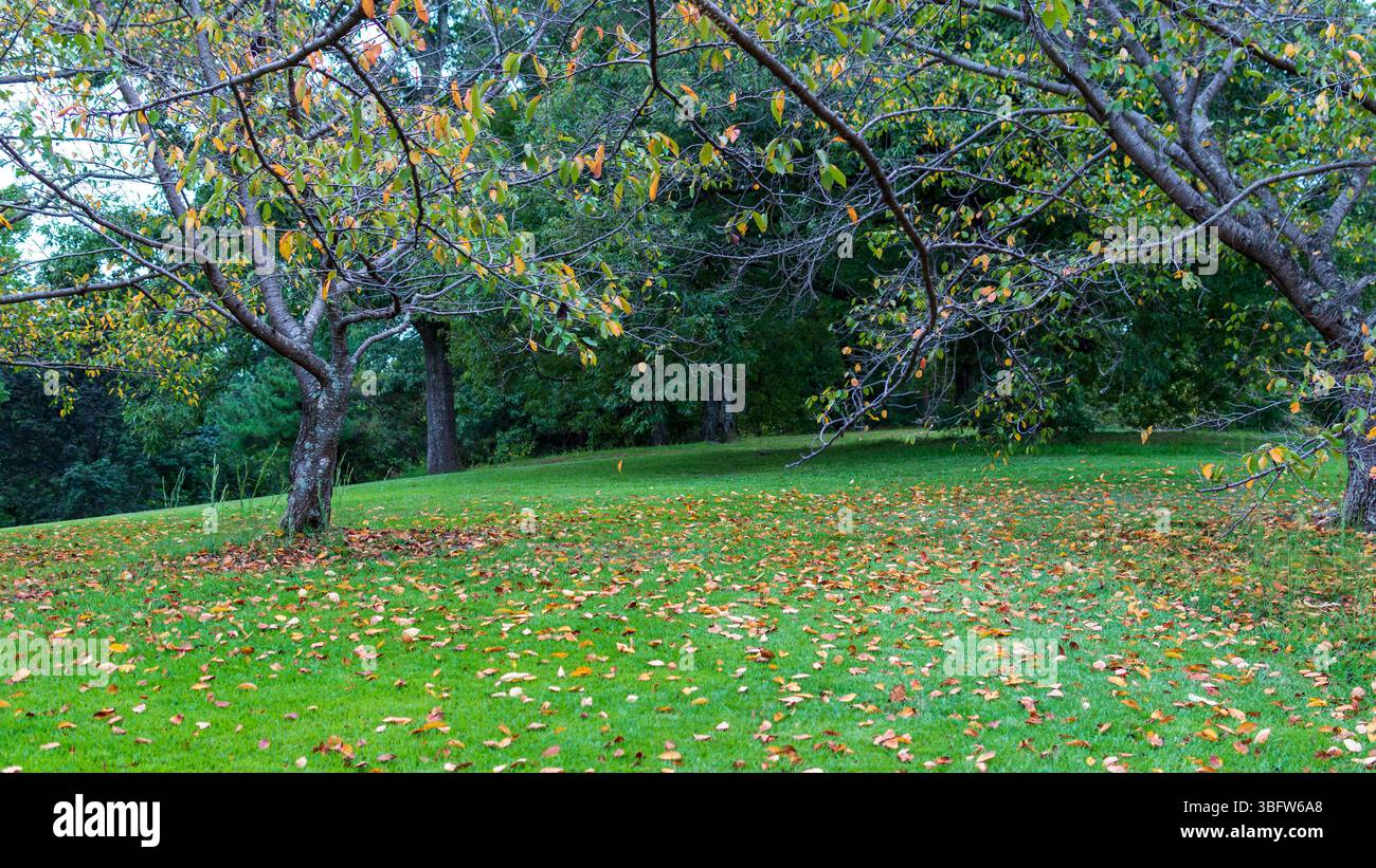 Foglie sparse su un prato verdeggiante in un parco Foto Stock
