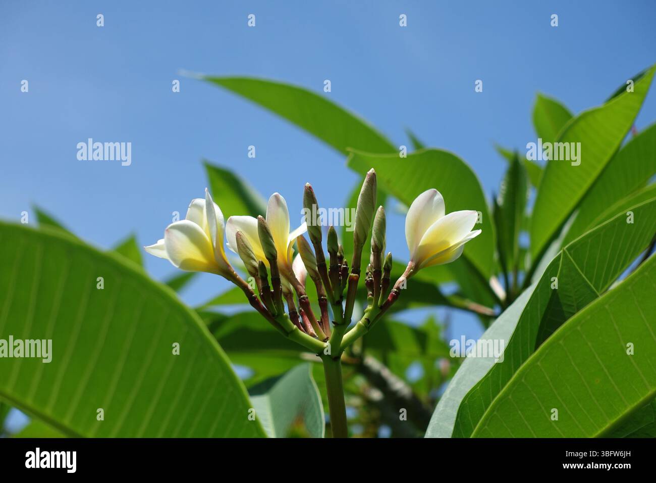 Un albero tropicale di fiori bianchi di frangipani con un cielo blu sullo sfondo Foto Stock