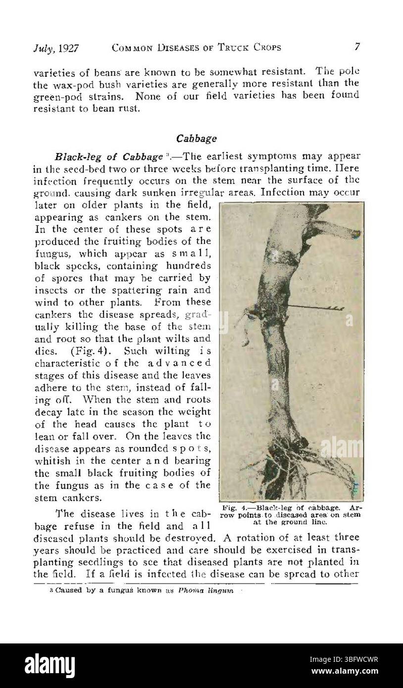Pagina 7 di "Common Diseases of Colorado Truck Crops" (1927) fornisce una discussione dettagliata sulla gestione delle malattie fungine nelle colture del Colorado, con esempi specifici e metodi di trattamento. Foto Stock