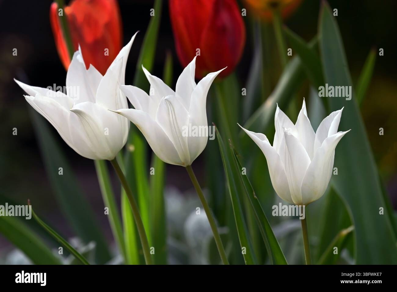 Tre eleganti fiori di tulipani bianchi che fioriscono tra il vivace fogliame rosso e verde Foto Stock