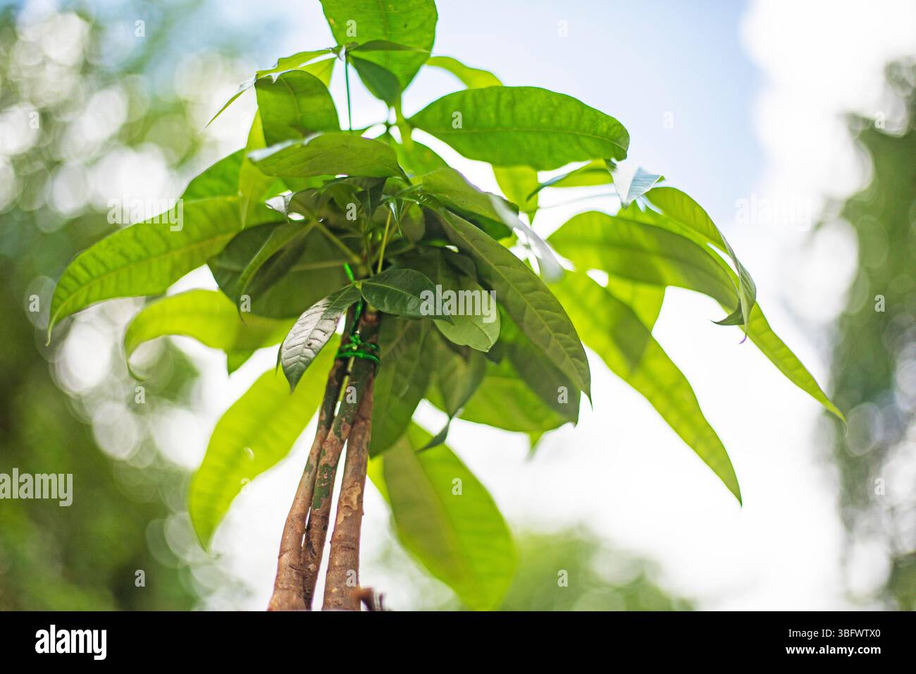 coltivare alberi di agrumi con frutti nei paesi del nord Foto Stock