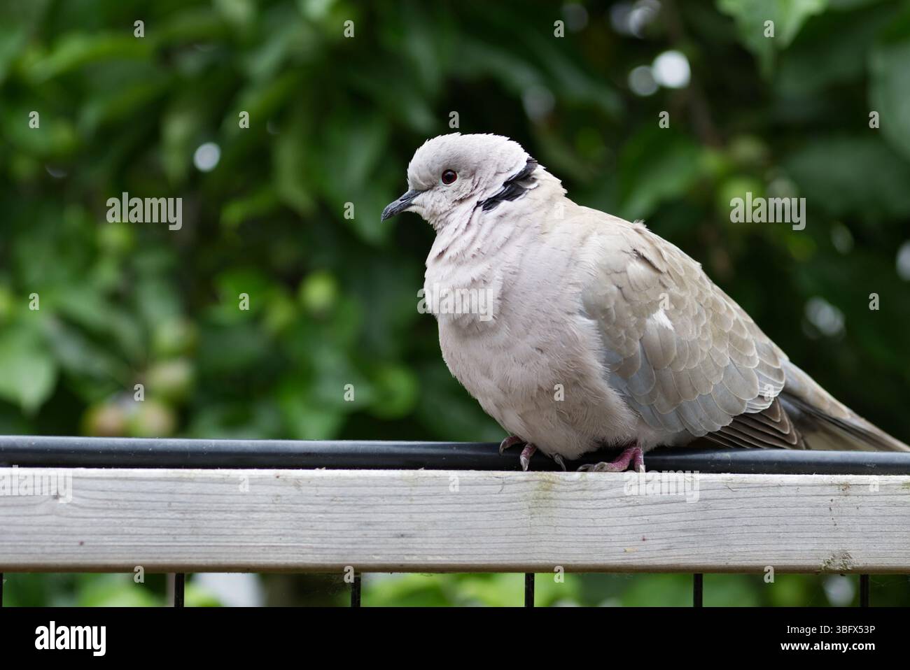 Uccello da giardino comune, colomba dal colletto eurasiatico, Streptopelia decaocto, appoggiato su una recinzione con le sue piume soffiate fuori in una giornata ventilata e fredda Foto Stock