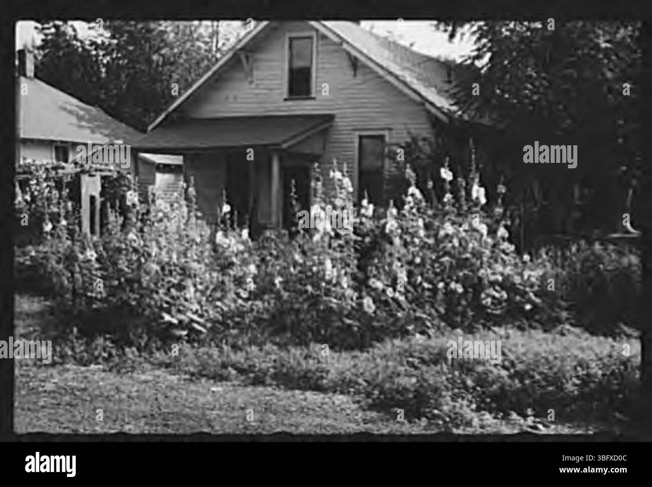 Questa immagine raffigura un vivace spettacolo di hollyhocks, che mostra i fiori colorati comunemente presenti nei giardini. I fiori, noti per le loro punte alte e l'ampia gamma di colori, sono spesso visti alla fine dell'estate e attirano gli impollinatori. Foto Stock