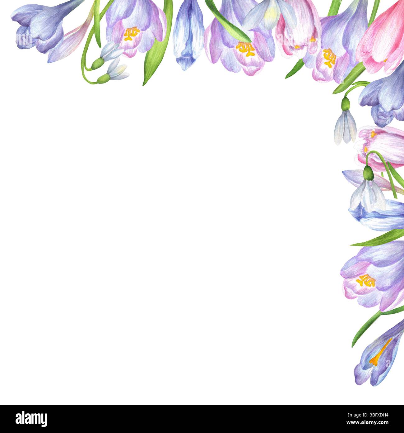 Angolo in alto a destra floreale con crocchi e fiori di neve. Scogliera del giardino primaverile. Illustrazione ad acquerello disegnata a mano. Elemento decorativo per postcar Foto Stock