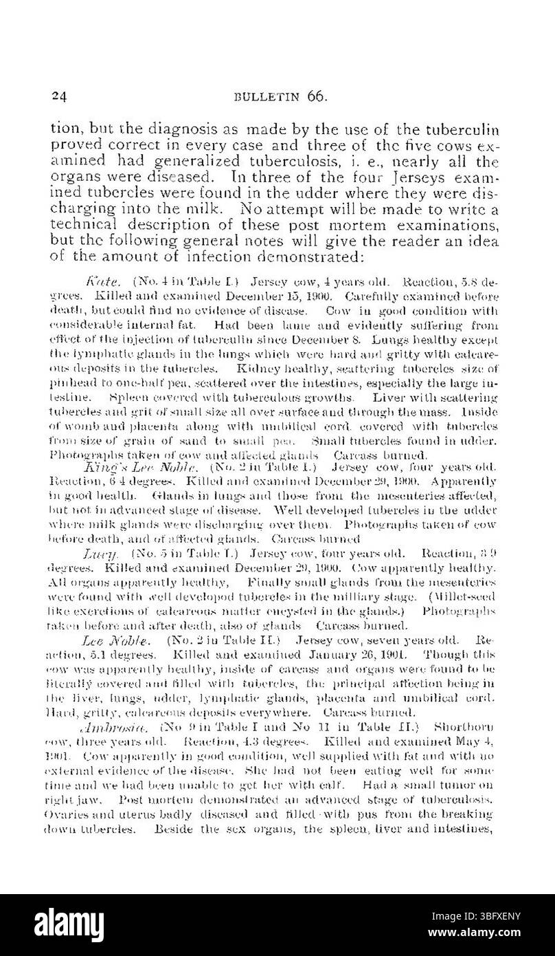 Lo studio del 1901 sulla tubercolosi bovina-umana si concentra sull'applicazione dei test della tubercolina sugli allevamenti bovini per valutare il rischio di trasmissione della tubercolosi all'uomo. Fornisce informazioni sulle prime pratiche veterinarie e sui problemi di salute pubblica in relazione alle zoonosi. Foto Stock