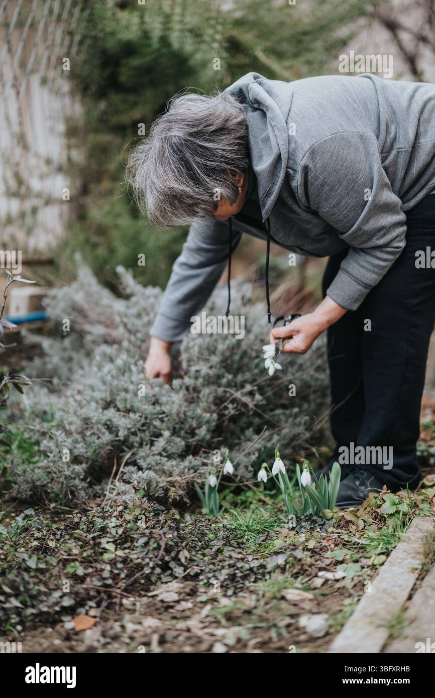 Donna anziana che cura il suo giardino e raccoglie i fiori di neve Foto Stock