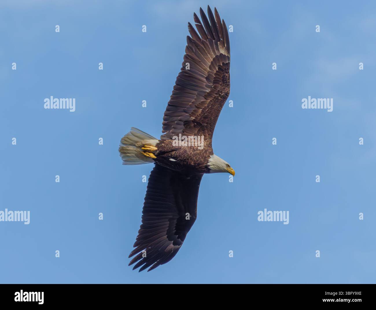Un'aquila calva vola attraverso il cielo, le ali si spalancano, con occhi affilati concentrati sotto, scivolando con grazia su uno sfondo blu chiaro di cielo aperto. Foto Stock