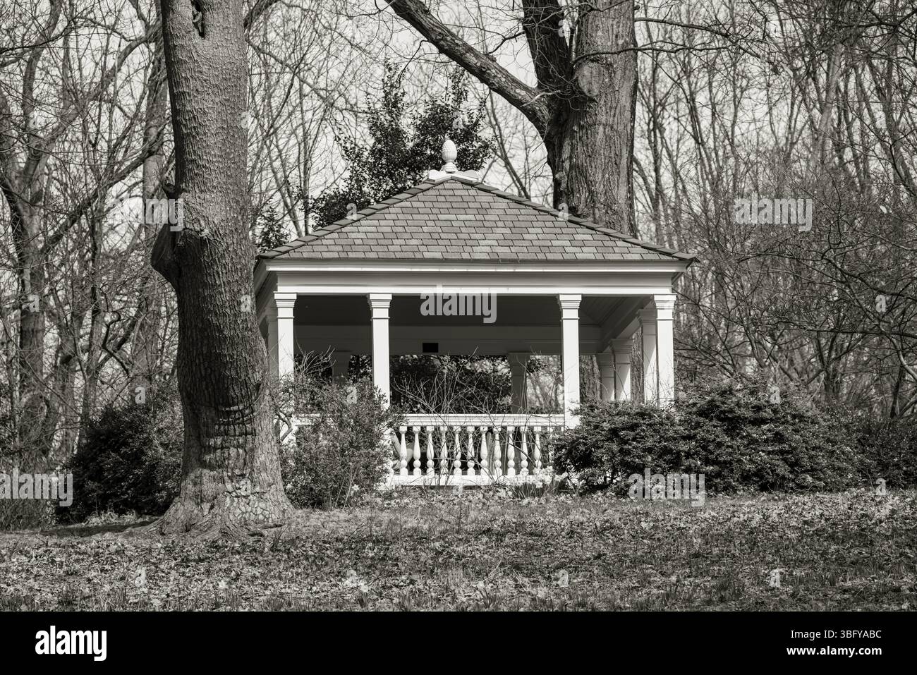 Un classico gazebo bianco si erge tranquillamente tra alberi senza foglie in un tranquillo parco, catturato in bianco e nero senza tempo durante una tranquilla giornata invernale. Foto Stock