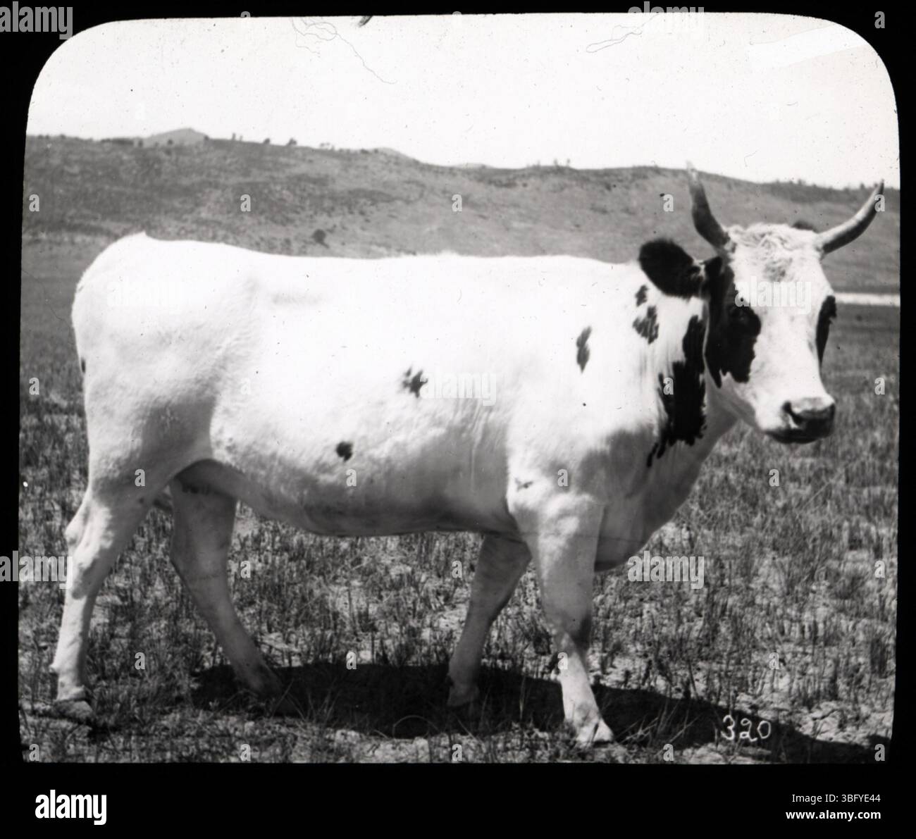 Questa immagine raffigura una giovenca dell'Ayrshire che pascolava su un pascolo pedemontano, catturata in uno scivolo magico bianco e nero. Il vetrino è in buone condizioni, con incrinature e sporcizia intrappolate tra i pezzi di vetro. La fotografia originale risale probabilmente a un ambiente agricolo dell'inizio del XX secolo. Foto Stock