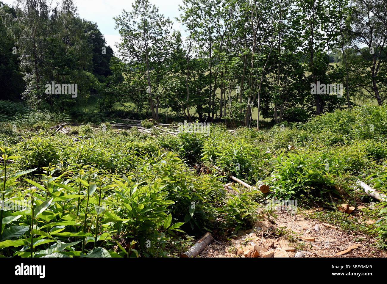 Bosco ceduto in castagno dolce ceduo vicino al villaggio di Hambledon, sulle colline del Surrey, nel sud dell'Inghilterra. Foto Stock