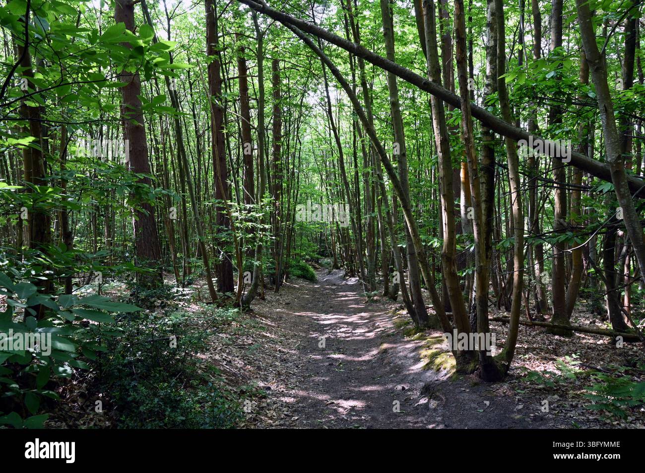Bosco ceduto in castagno dolce ceduo vicino al villaggio di Hambledon, sulle colline del Surrey, nel sud dell'Inghilterra. Foto Stock