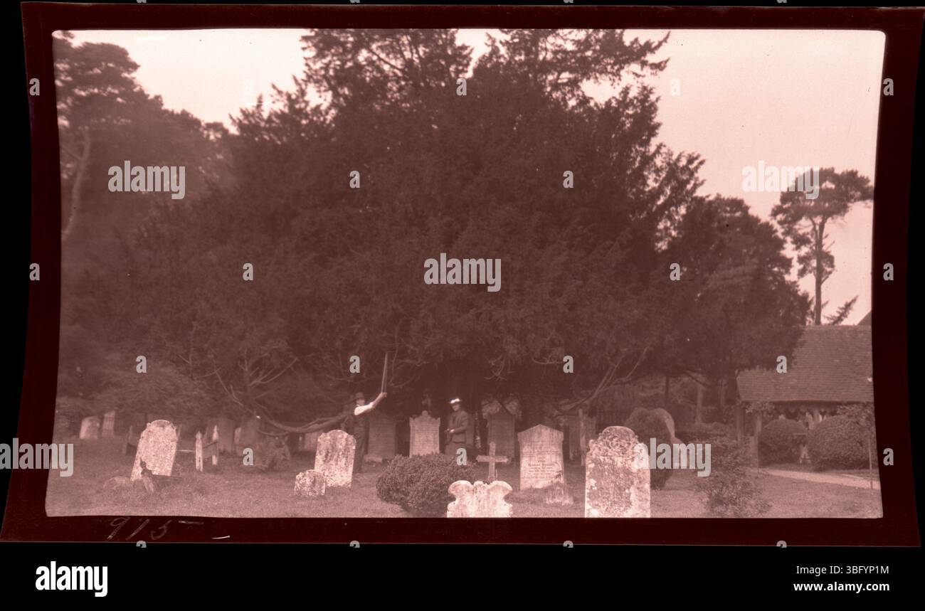 Un antico albero di tasso nel cimitero di St. Giles, Stoke Poges, Inghilterra, fotografato nel 1913. Si ritiene che sia l'albero sotto il quale Thomas Gray scrisse la sua famosa poesia. Gli Arrases visitarono Stoke Poges durante il loro tour europeo del 1913. Foto Stock