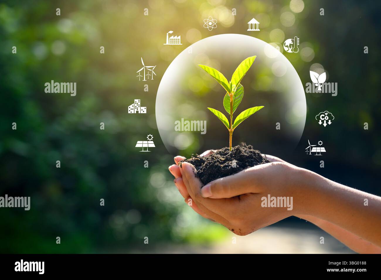 Ambiente per la Giornata della Terra nelle mani di alberi che crescono i semenzali. Bokeh sfondo verde femmina lato albero di trattenimento sul campo di natura foresta di erba conservati Foto Stock