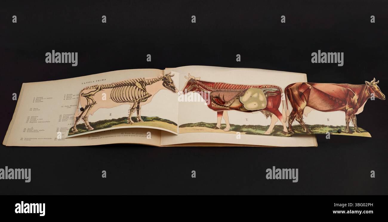 Questa pagina di "la Vacca" descrive in dettaglio l'anatomia di una mucca da latte, con particolare attenzione ai sistemi muscolari, alla struttura scheletrica e al sistema vascolare, attraverso dettagliate illustrazioni anatomiche. Foto Stock