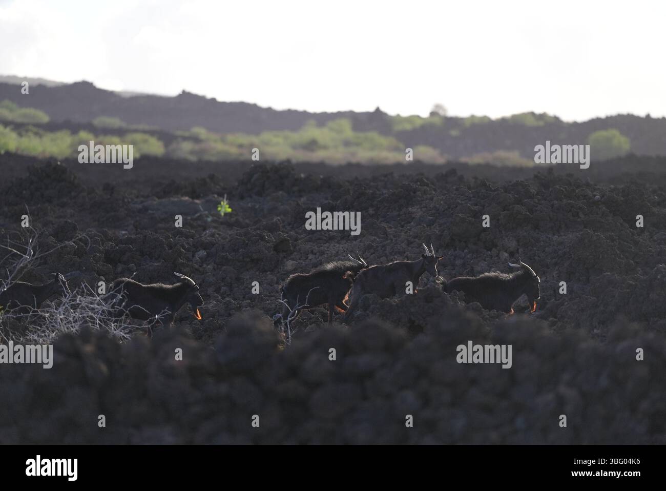 Capre nere che camminano nel campo di lava hawaiano Foto Stock