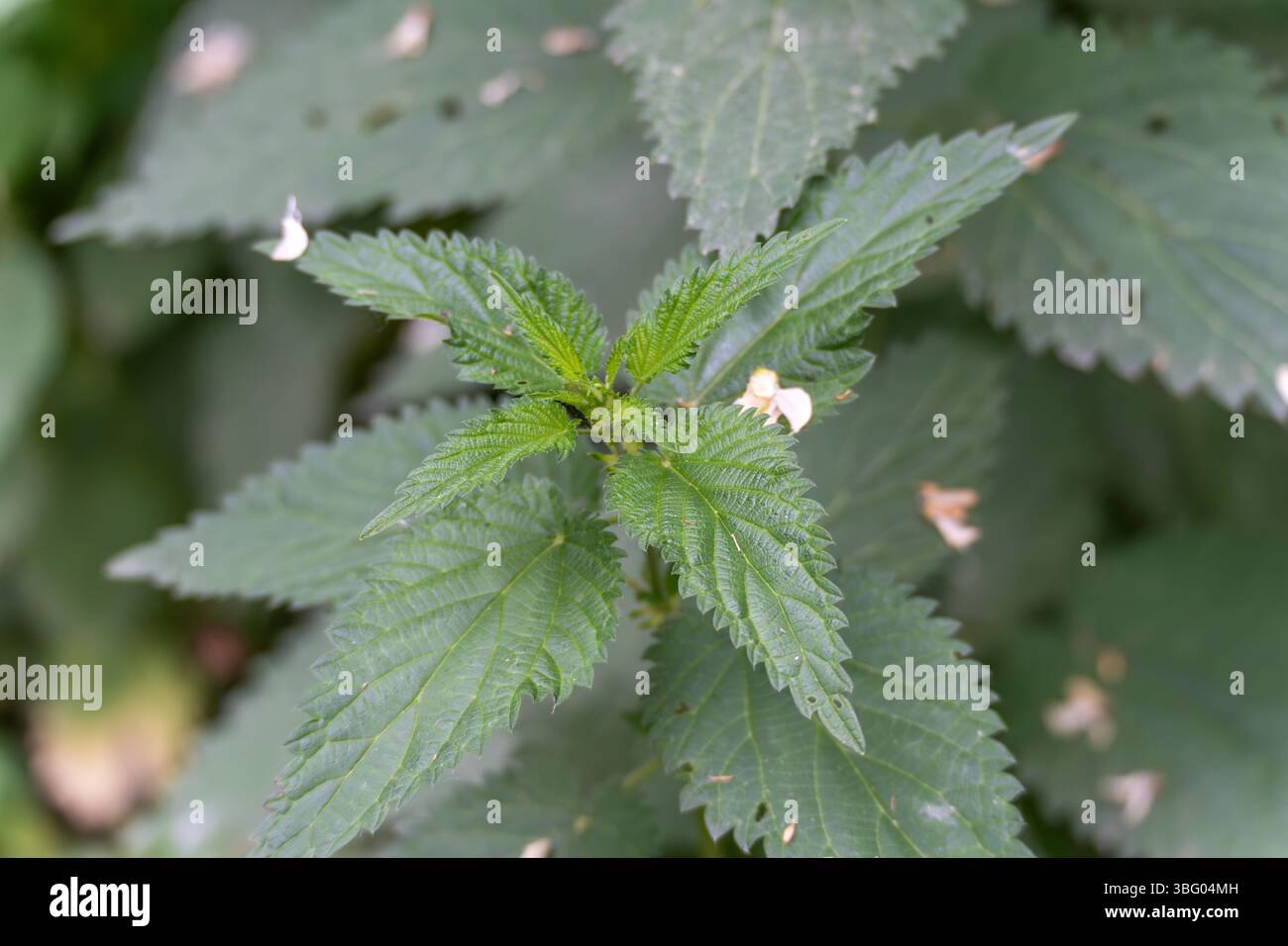 Una pianta di ortica verde è al centro della scena, con foglie seghettate e peli pungenti sottili. La pianta simboleggia sia le proprietà curative che le difese naturali Foto Stock