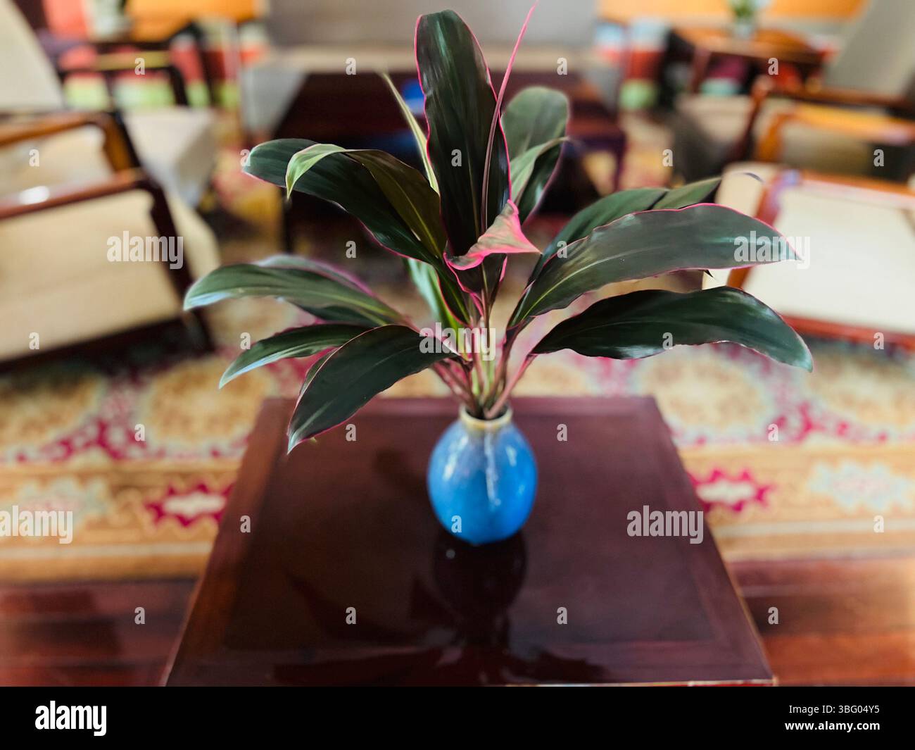 Una pianta vivace con grandi foglie verdi lucide e rosa si trova in un piccolo vaso in ceramica blu lucido. - Immagine stock catturata con smartphone