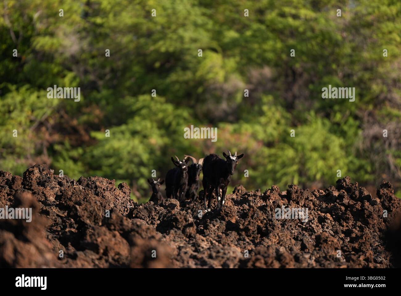 Capre nere che camminano nel campo di lava hawaiano Foto Stock
