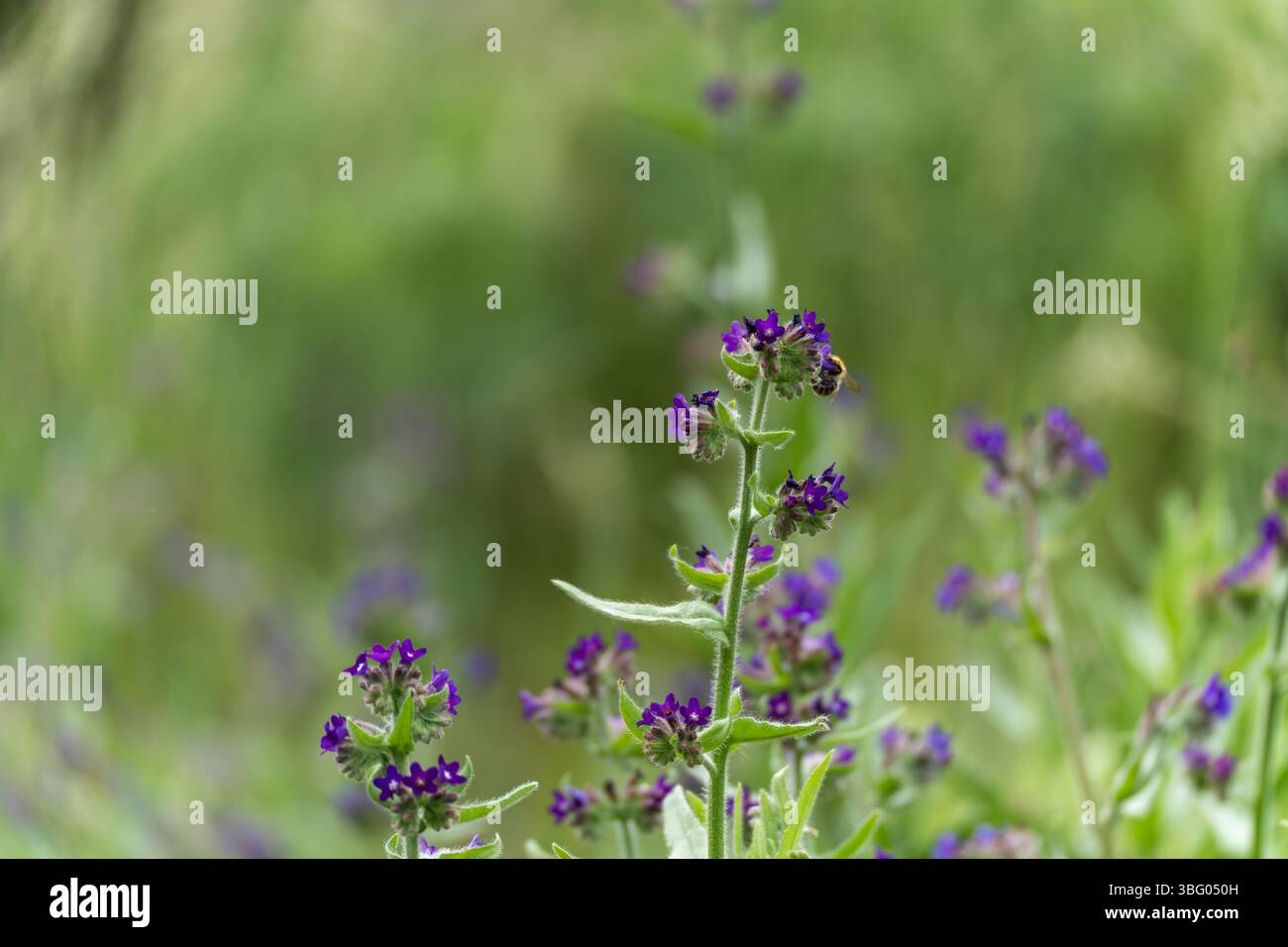 Diversi fiori selvatici viola fioriscono in un prato estivo, visitato dalle api. La scena trasmette gioia di vivere e biodiversità. Foto Stock
