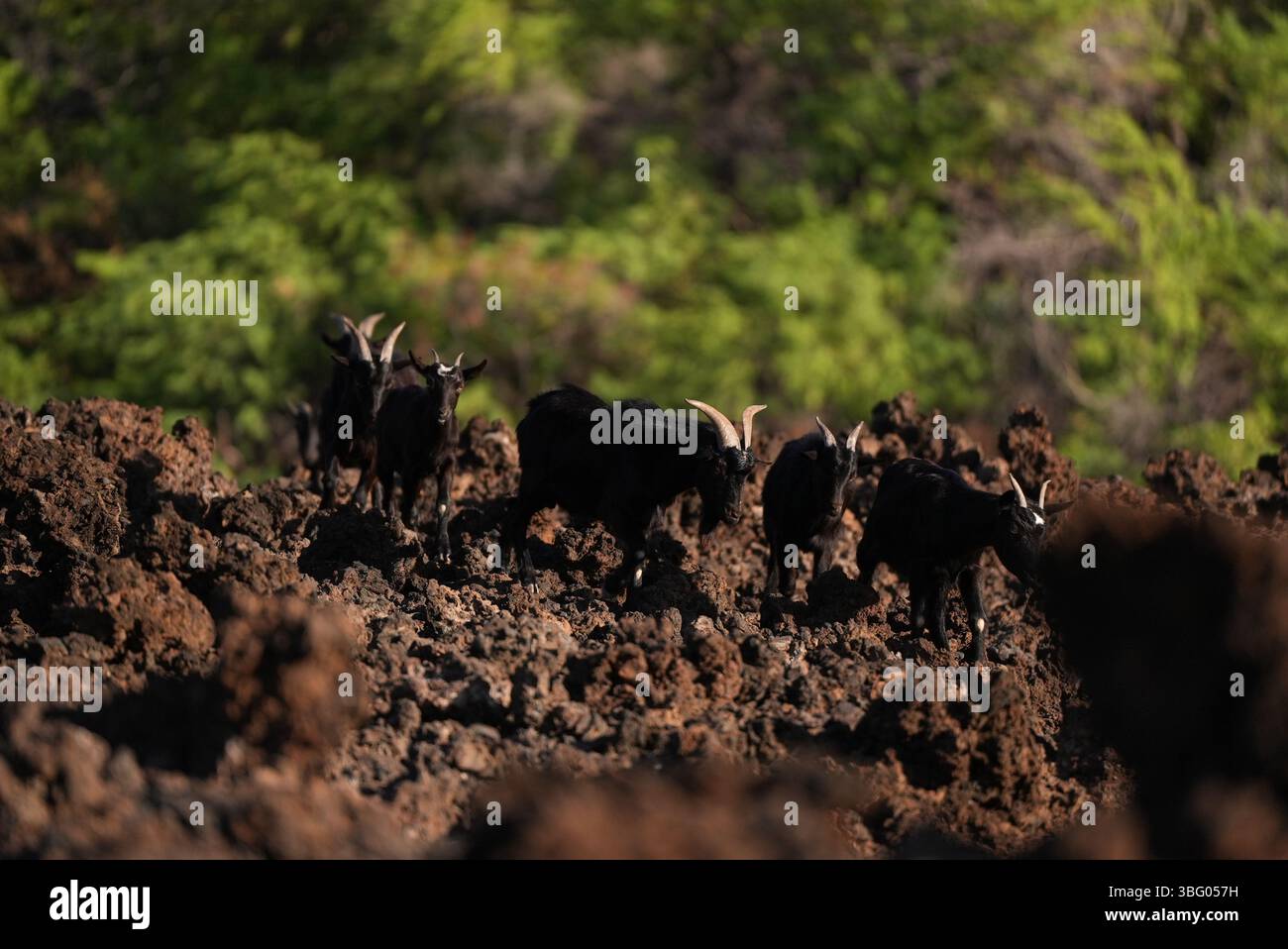 Capre nere che camminano nel campo di lava hawaiano Foto Stock
