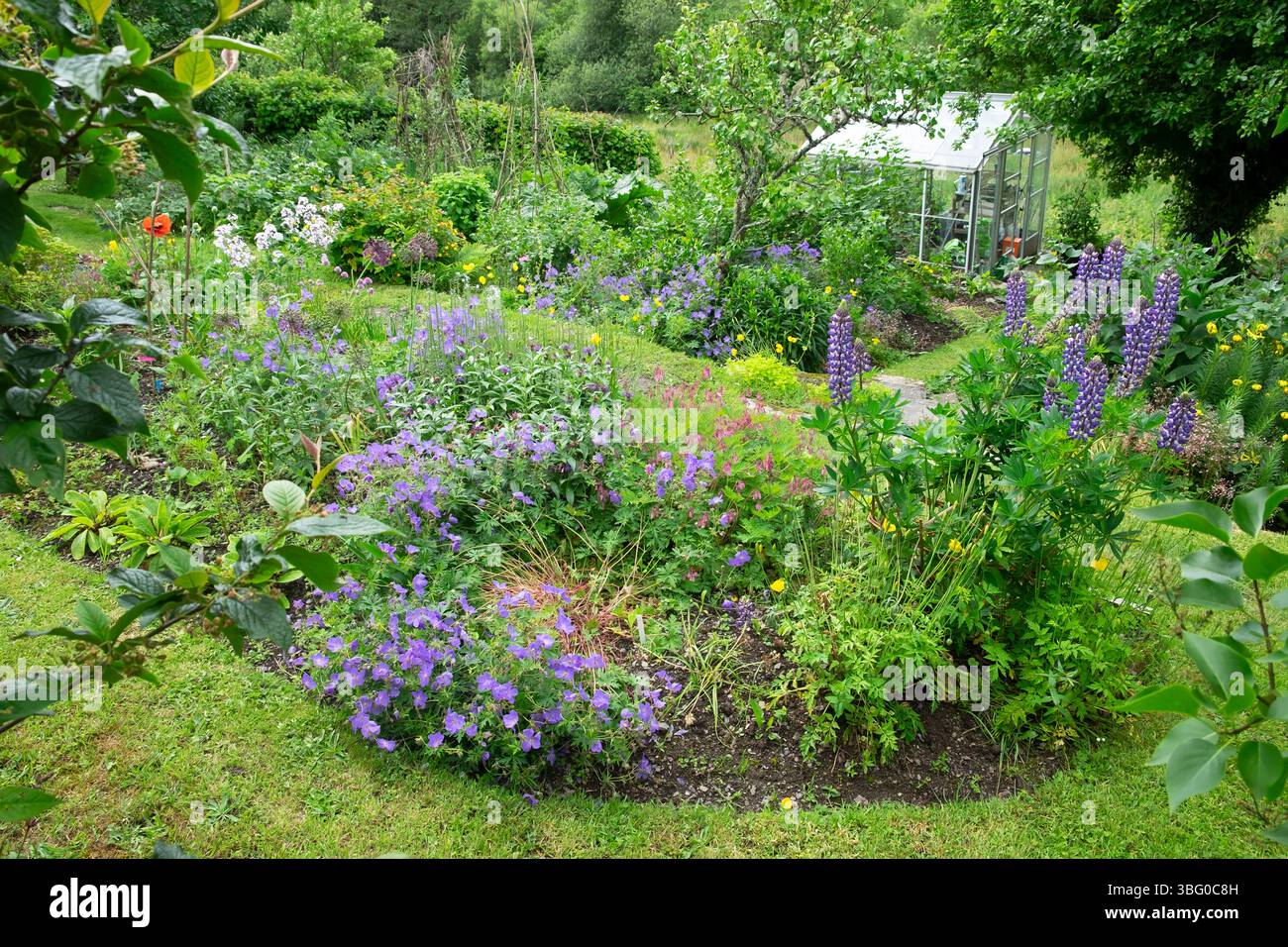 Fiori, cespugli di frutta e orto nel maggio giugno 2025 con serra Carmarthenshire Galles Regno Unito KATHY DEWITT Foto Stock