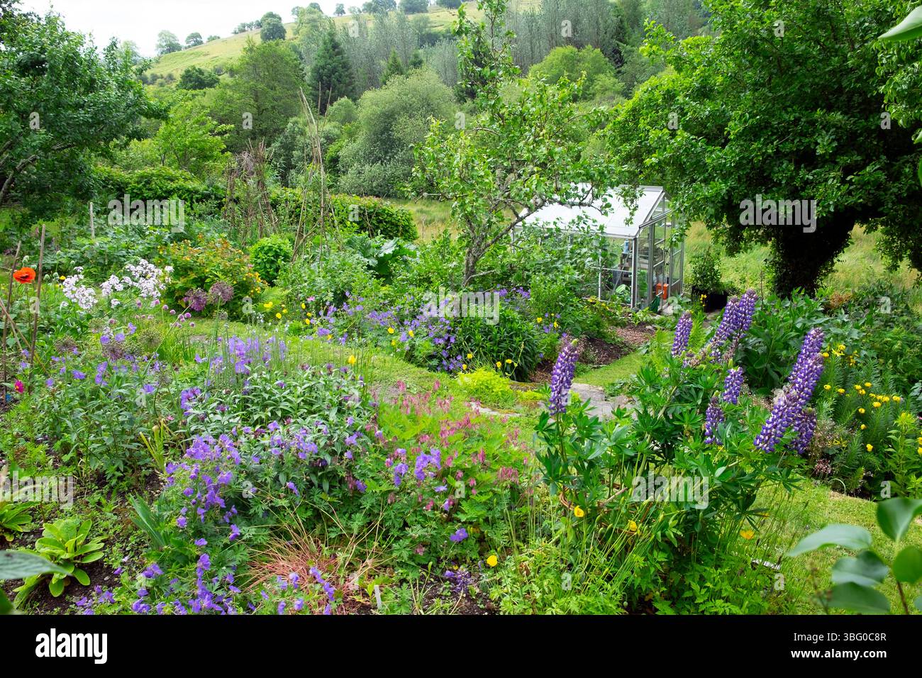 Fiori, cespugli di frutta e orto nel maggio giugno 2025 con serra Carmarthenshire Galles Regno Unito KATHY DEWITT Foto Stock
