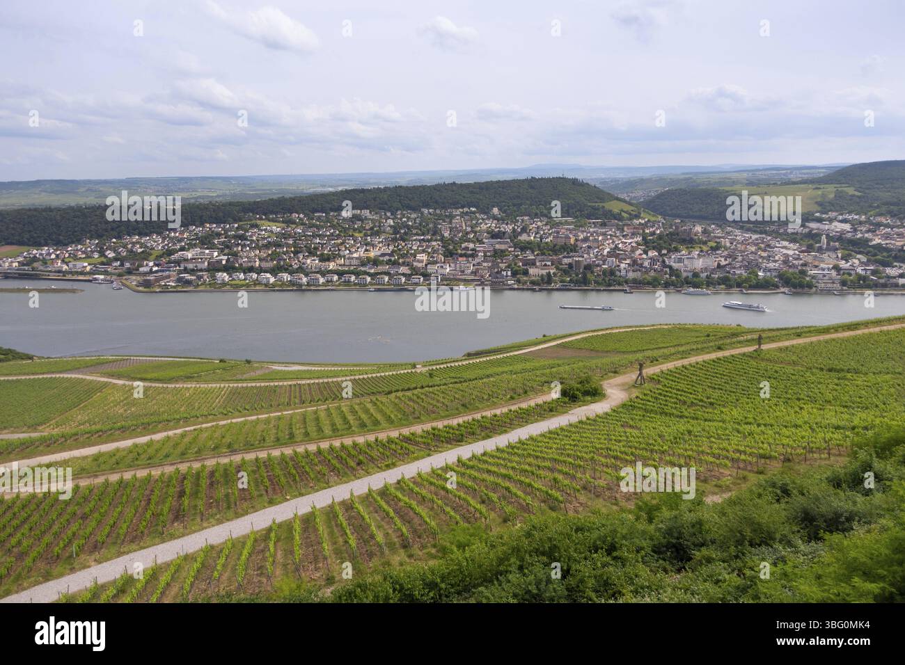 Dai vigneti sopra la città di Ruedesheim si gode una vista sul Reno fino alla città di bingen, Ruedesheim am Rhein, Renania-Palatinato, Germa Foto Stock