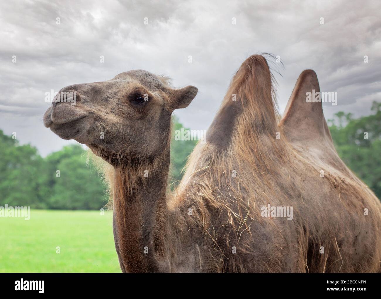 Due cammelli goffrati all'aperto Foto Stock