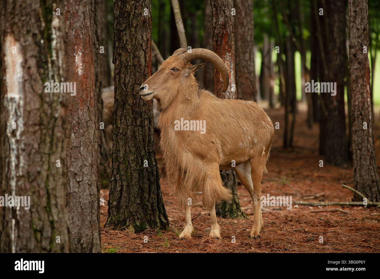 Aoudad Goat in un fitto bosco Foto Stock