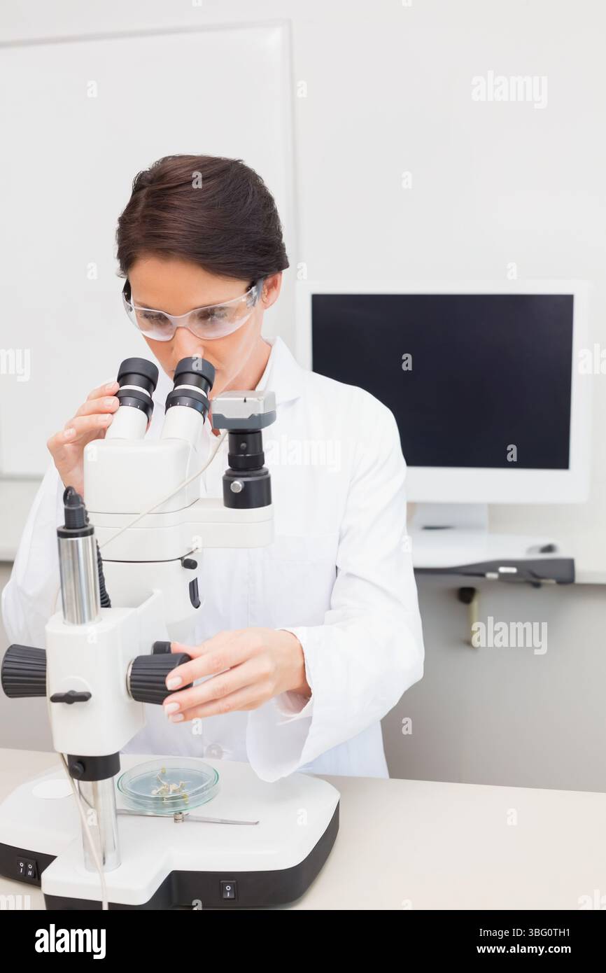 Scienziata donna che indossa un camice da laboratorio che esamina i campioni delle capsule di Petri attraverso lo stereomicroscopio in laboratorio Foto Stock