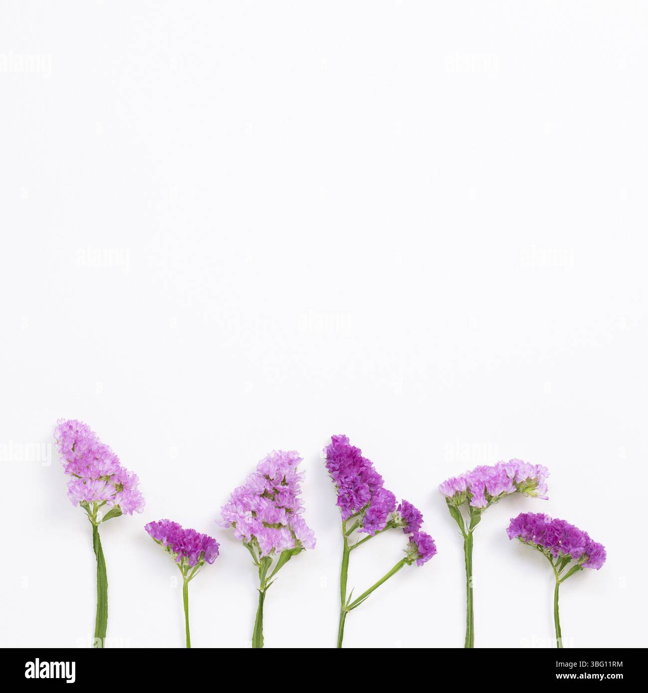 Rosa porpora statice fiori su sfondo bianco. Composizione floreale, disposizione piatta, vista dall'alto, spazio copia Foto Stock