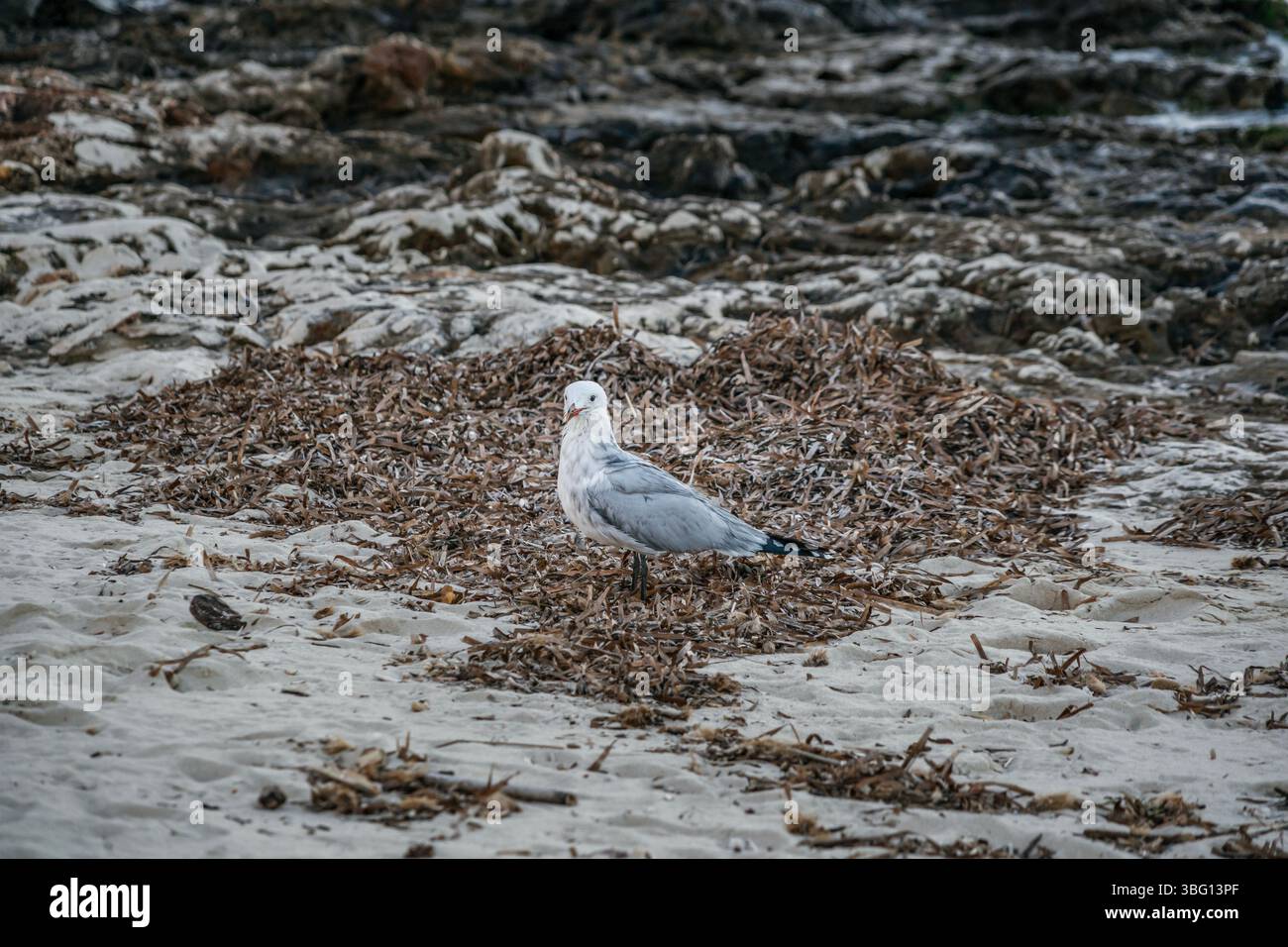 White Seagull sorge su una spiaggia sabbiosa ricoperta di alghe marine. Uccelli costieri, vita marina, habitat naturale, ambiente in spiaggia, natura selvaggia Foto Stock