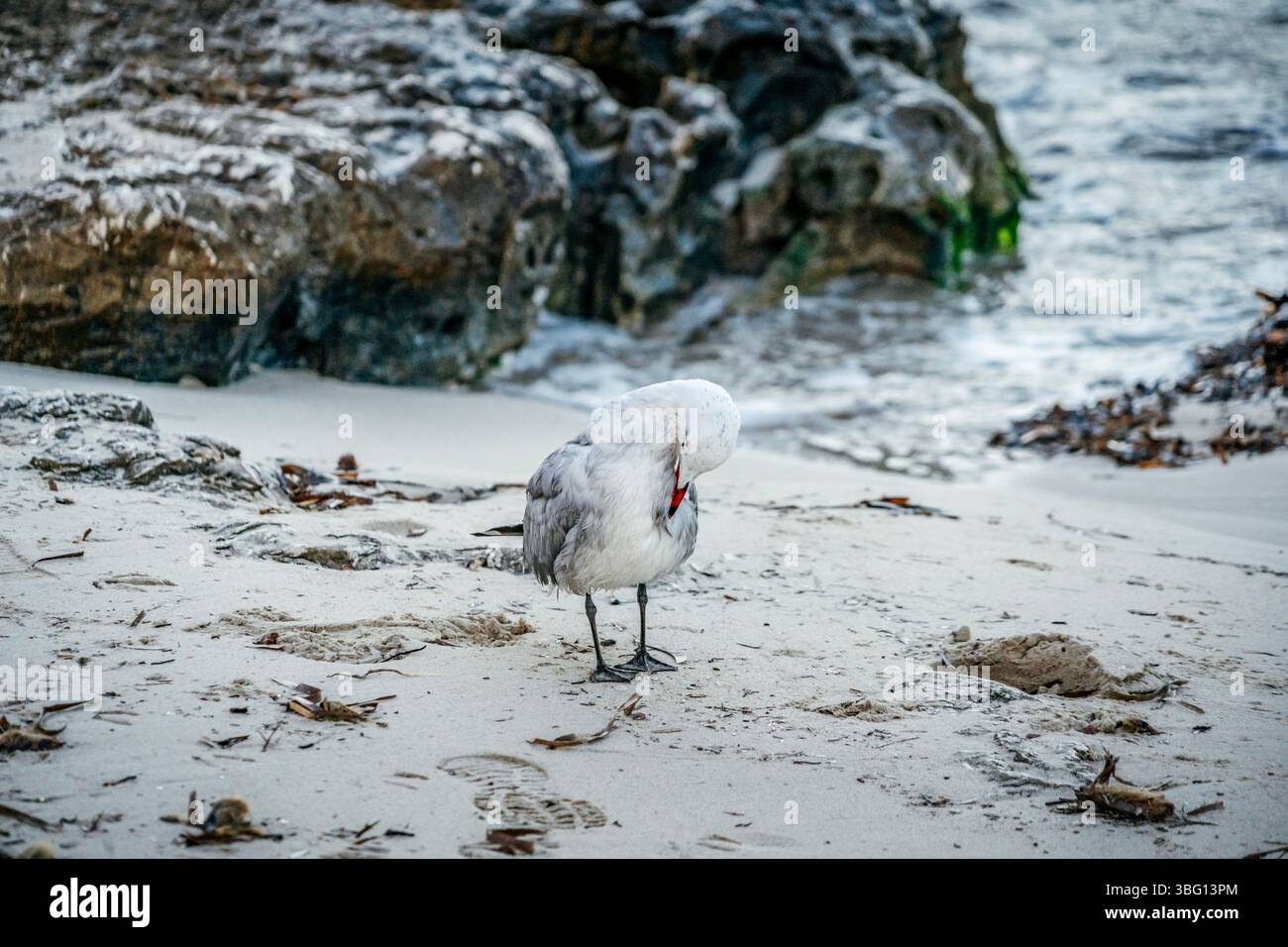 White Seagull sorge su una spiaggia sabbiosa ricoperta di alghe marine. Uccelli costieri, vita marina, habitat naturale, ambiente in spiaggia, natura selvaggia, ideale Foto Stock