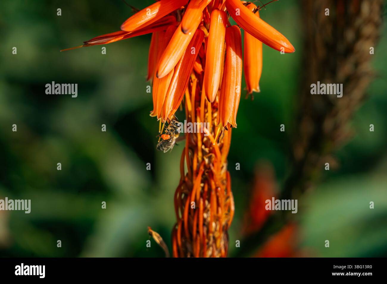 Honey Bee impollinante Fiori arancioni luminosi alla luce del sole. Primo piano di insetti, natura, fioritura vivace, fauna selvatica, processo di impollinazione Foto Stock