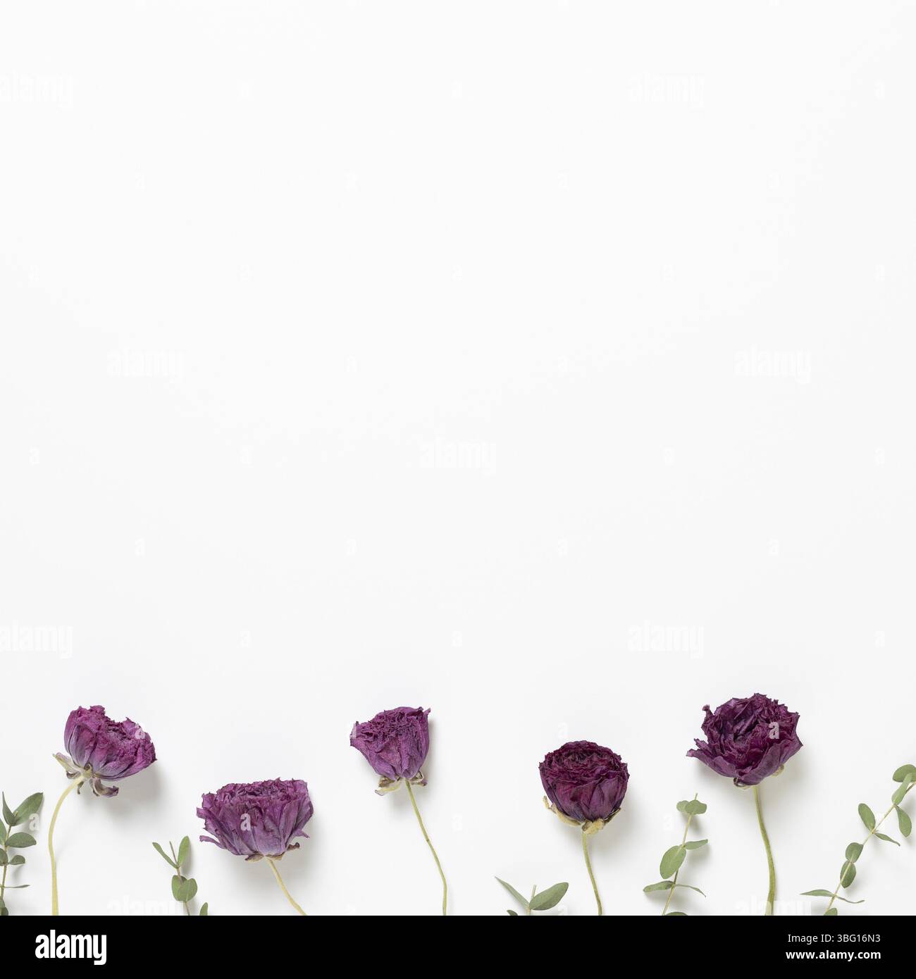 Fiori di ranuncolo viola secchi e foglie di eucalipto su sfondo bianco. Composizione floreale, piatto, vista dall'alto, spazio per copie Foto Stock