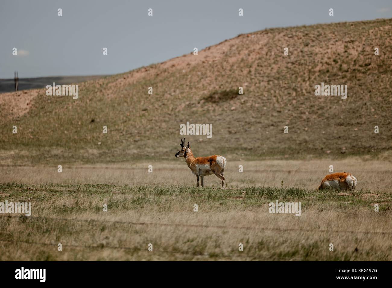 wyoming-landscape-famiglia-figli-madre-rocce-mucche-cavalli-campagna-cheyenne-wy-sole-pascolo Foto Stock