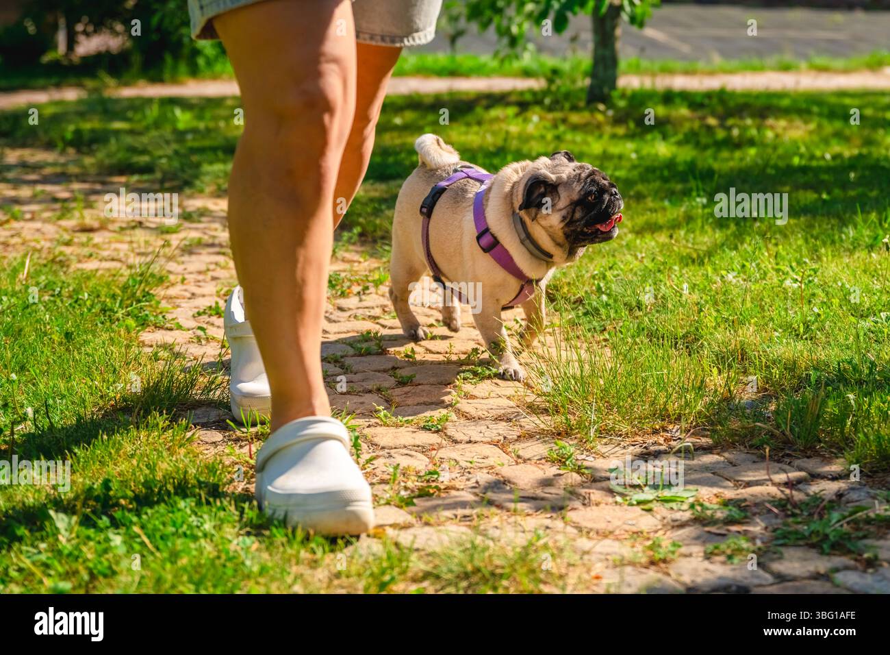 Donna che indossa zoccoli bianchi che cammina con un cane da cucciolo vestito con un'imbracatura viola lungo un affascinante sentiero acciottolato in un parco illuminato dal sole, godendosi una calda giornata estiva Foto Stock