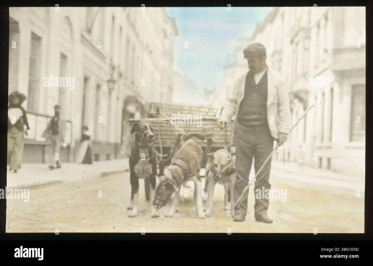 Un uomo guida tre cani muzzolati che tirano un carro per le strade di Bruxelles, in Belgio. Questa immagine, scattata durante il tour europeo di Edmund F. Arras del 1913, raffigura una scena della vita di strada locale a Bruxelles, catturando il contrasto tra gli animali e il loro ambiente. Foto Stock