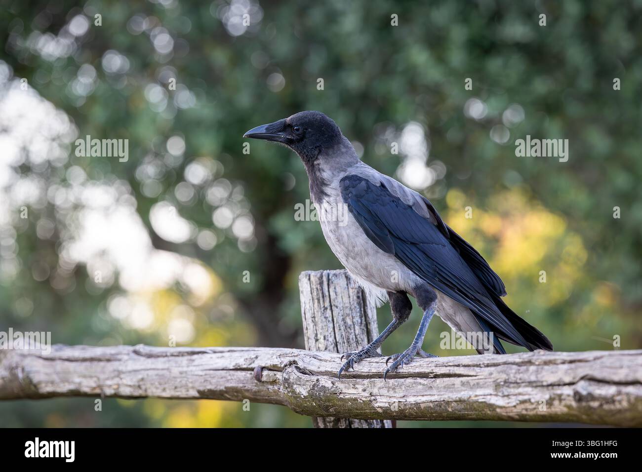 Hooded Crow, un corvo nero e grigio della famiglia Corvidae, chiamato anche Corvus Cornix, che si trova sulla recinzione. Foto Stock