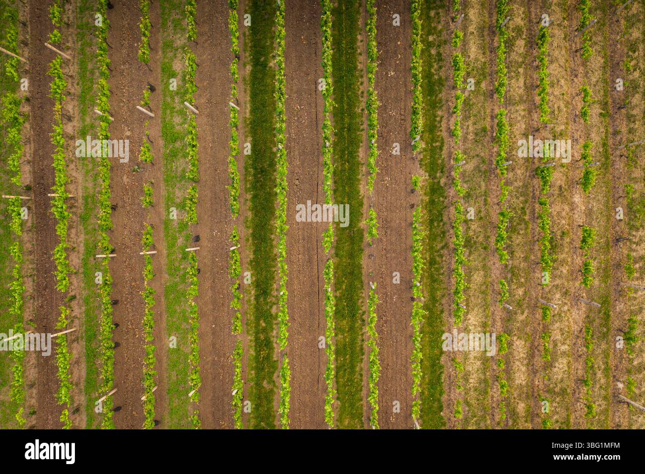 Vista aerea del vigneto con droni che guardano direttamente lungo i filari di viti come la viticoltura dei modelli agricoli Foto Stock