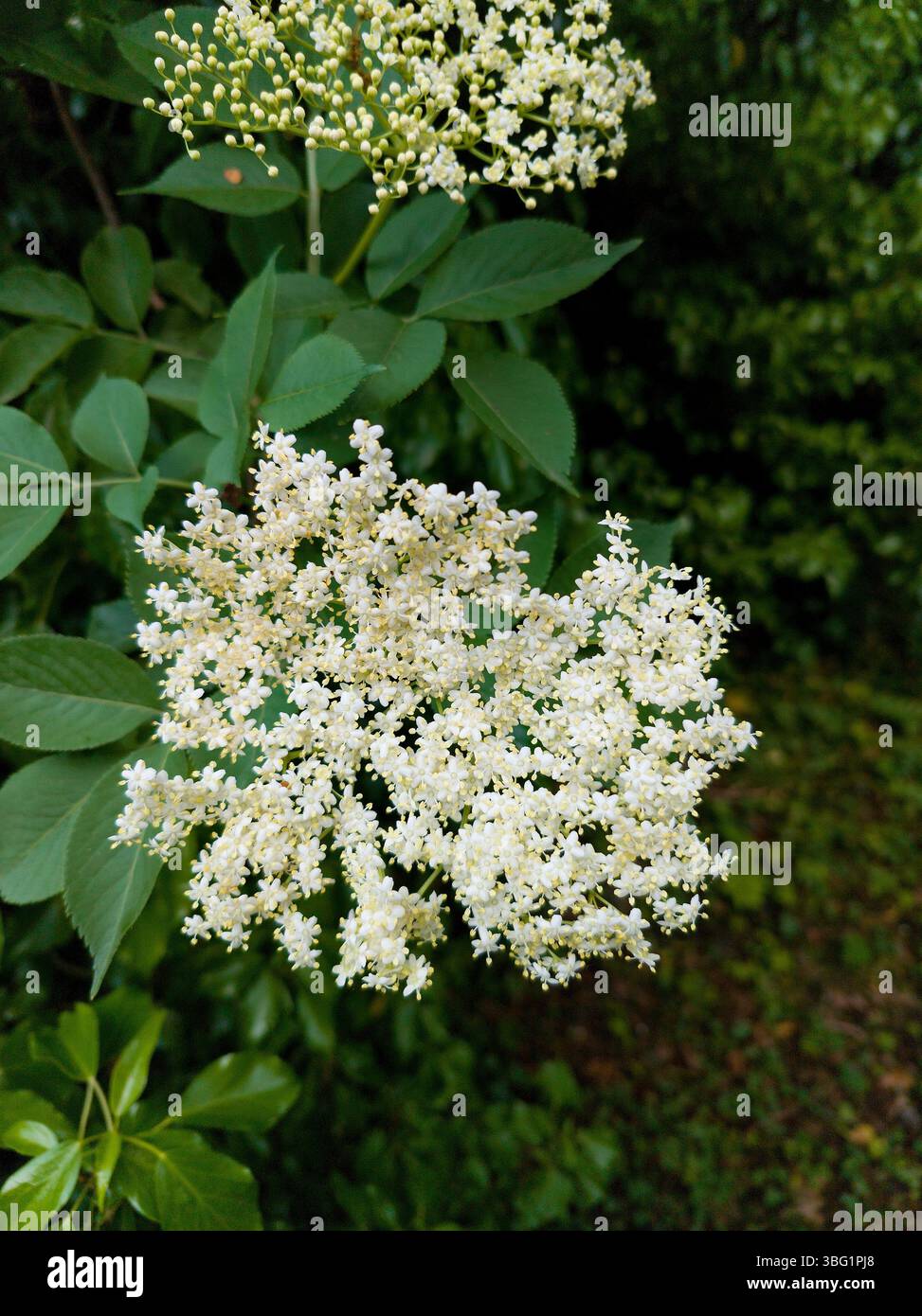 Il sambuco Sambucus nigra Foto Stock