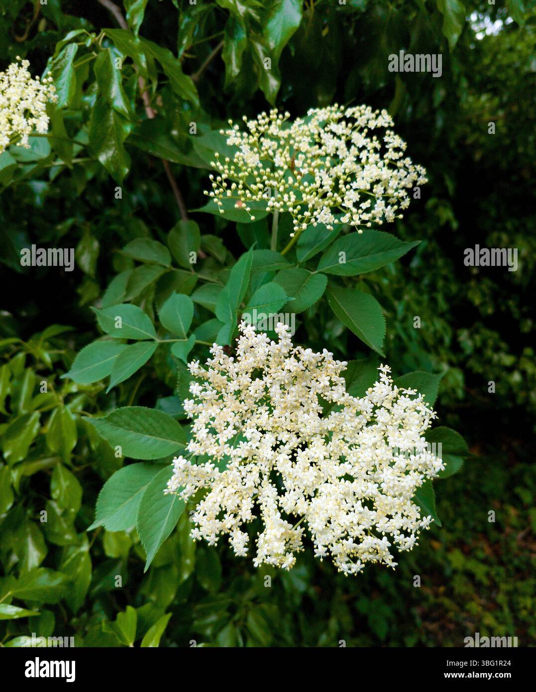 Il sambuco Sambucus nigra Foto Stock
