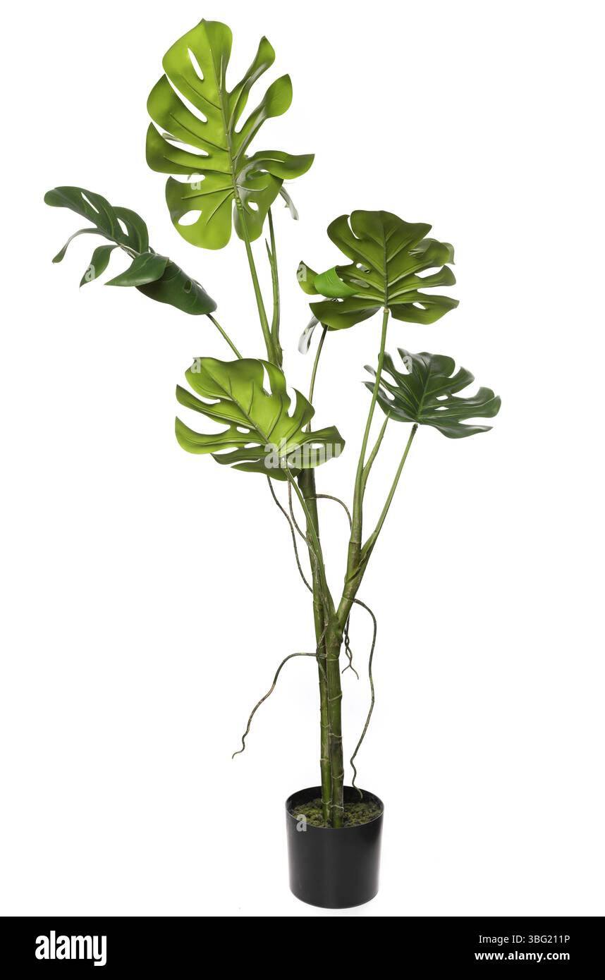Le piante in silicone e lattice sono caratterizzate da foglie realistiche, che aggiungono verde agli spazi interni. Ideali per migliorare l'arredamento senza necessità di manutenzione, sono adatti a vario Foto Stock