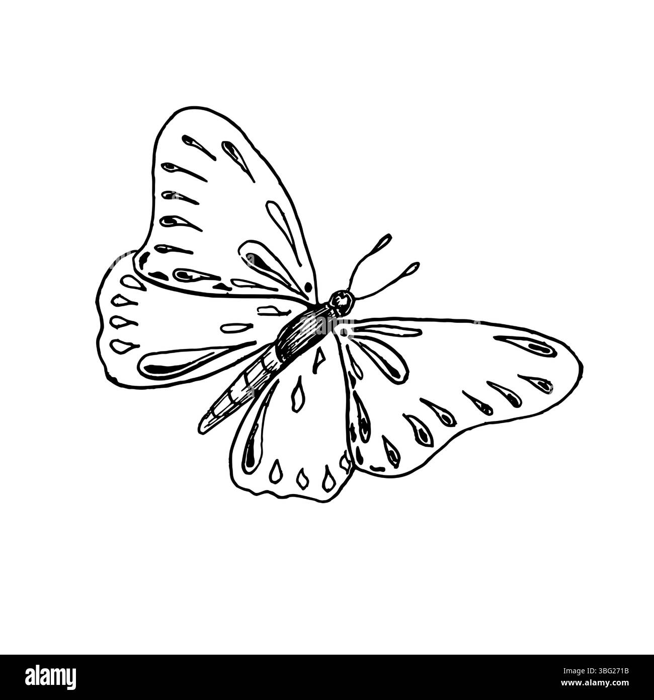 Illustrazione vettoriale del contorno in bianco e nero disegnata a mano a farfalla. Grazioso insetto come Butterfly Monarch , Morpho o dipinto Lady line art sketch per Illustrazione Vettoriale